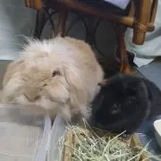 モカ＆ココの画像