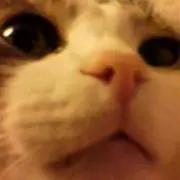 ミポリン