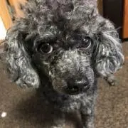 トットの画像