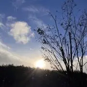 オオハナ