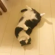 青猫
