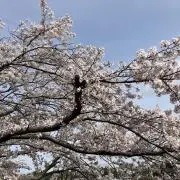 こばさんの画像