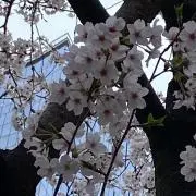 れいあの画像