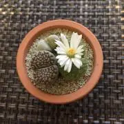 Yumy