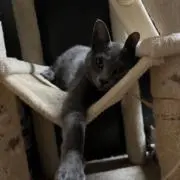 馬肉の画像