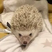 ゆうなつ