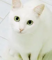 リルの画像