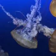 monmonの画像