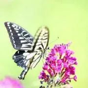やんこ