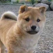 さとうの画像