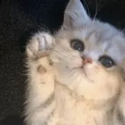 ぬこさんの画像