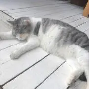 cの画像