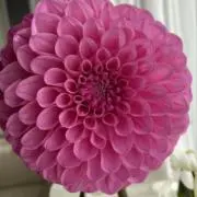 ponの画像