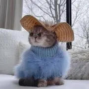 Kitty☺︎の画像