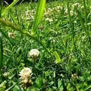 ひなたぼっこ