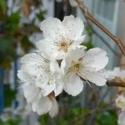 あいあいの画像