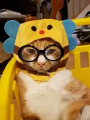 にゃんこ先生
