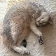 さよちゃんの画像