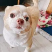 たか