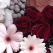 ドルチェデガンス
