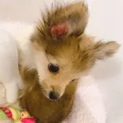 モンブランの画像