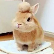 asumaの画像