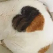 Cat Nap Shopの画像