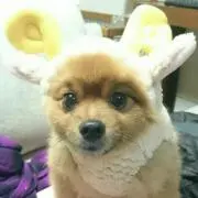 カプえもん