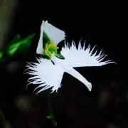 カネコ