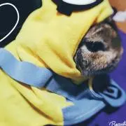りりま