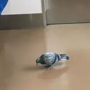 ネクア