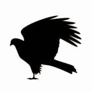 Eagle17の画像