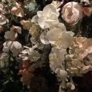 sableの画像