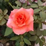 RiKAの画像