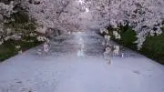さくらもちの画像