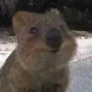 7MAMA【土日発送です】の画像