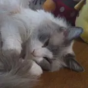 LEOPONの画像