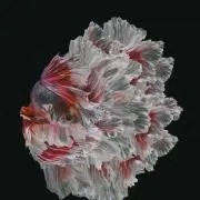 soの画像