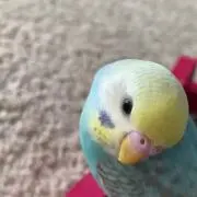 ひょうこの画像