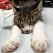 みみみの画像