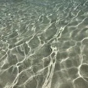 ココナッツ