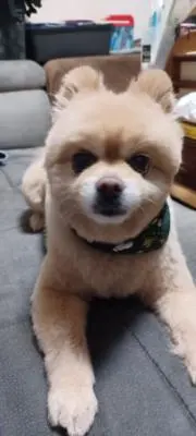 マサ