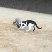 ゆりっぺ
