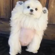 きゅうの画像