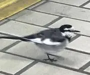 ごもちく