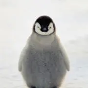 えいさんの画像