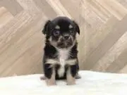 ゆき