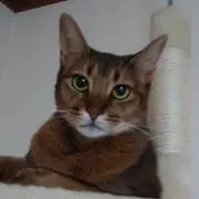 こぶし