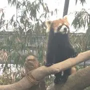 いつき