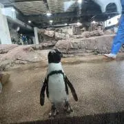 有策の画像